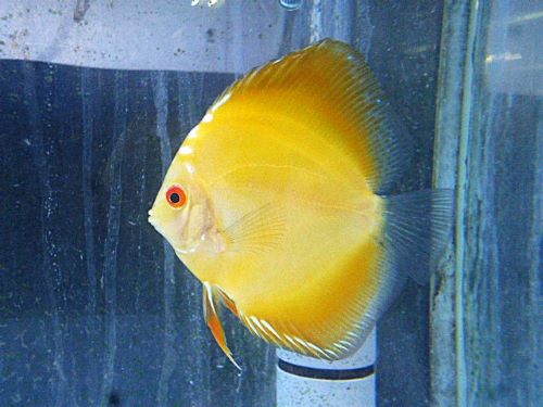 イエローダイヤディスカス②　２０２５年１１月９日入荷