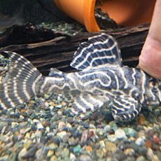 キングタイガーペコルティア⑤　２０２５年１２月７日入荷