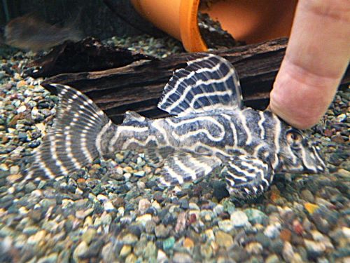 キングタイガーペコルティア⑤　２０２５年１２月７日入荷