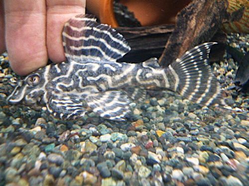 キングタイガーペコルティア