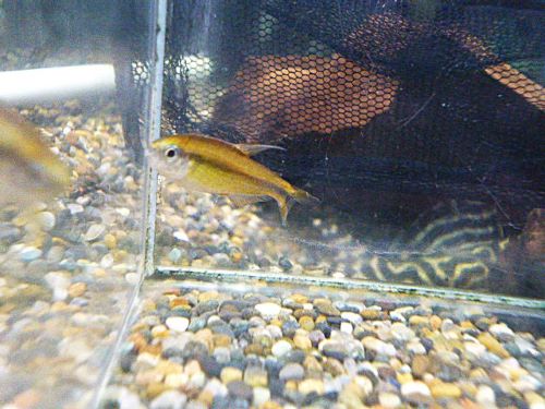 スーパーイエローデビルテトラ