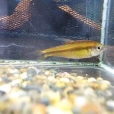 スーパーイエローデビルテトラ　２０２５年１２月９日入荷