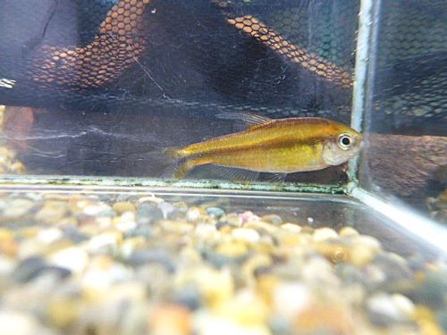 スーパーイエローデビルテトラ　２０２５年１２月９日入荷