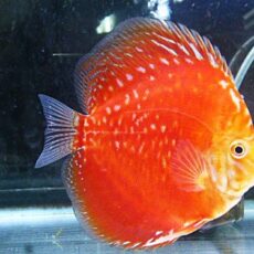 ラフレシアディスカス　２０２５年１２月３０日入荷