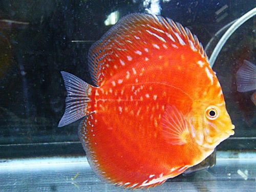 ラフレシアディスカス　２０２５年１２月３０日入荷