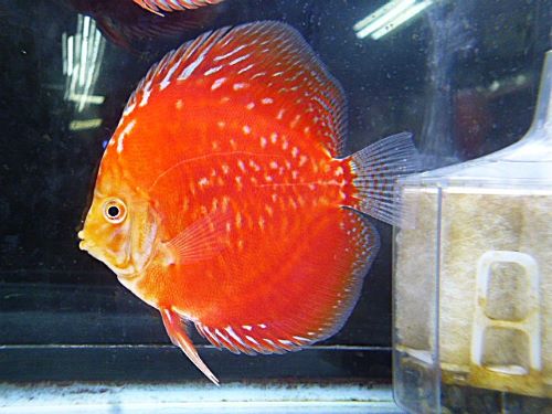 ラフレシア・ディスカス