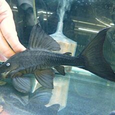 ブルーアイプレコ　２０２５年９月１８日入荷　Ｒ８年１月５日撮影