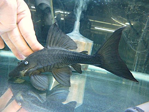 ブルーアイプレコ　２０２５年９月１８日入荷　Ｒ８年１月５日撮影