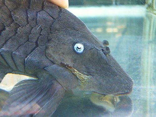 ブルーアイプレコ