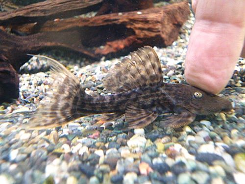 スカーレットトリムプレコ