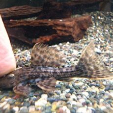 スカーレットトリムプレコ　２０２５年１２月３１日入荷