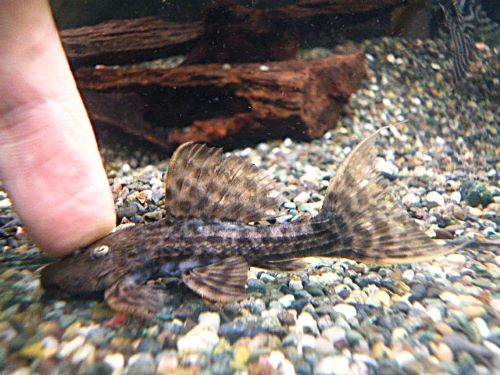 スカーレットトリムプレコ　２０２５年１２月３１日入荷