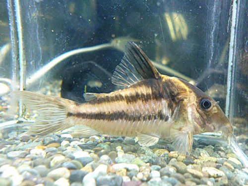 コリドラス　ビファシアータス