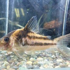 コリドラス　ビファシアータス　２０２５年１２月２０日入荷