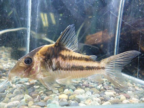 コリドラス　ビファシアータス　２０２５年１２月２０日入荷