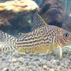 コリドラス　ハラルドシュルツ①　２０２５年１２月９日入荷