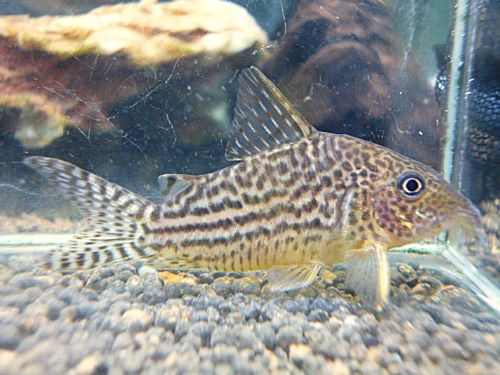 コリドラス　ハラルドシュルツ①　２０２５年１２月９日入荷