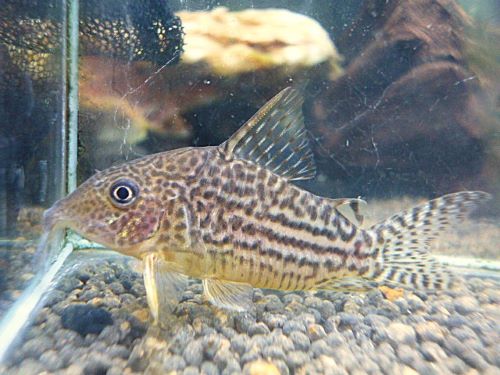 コリドラス　ハラルドシュルツ