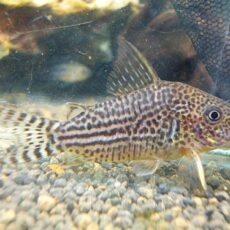 コリドラス　ハラルドシュルツ②　２０２５年１２月９日入荷