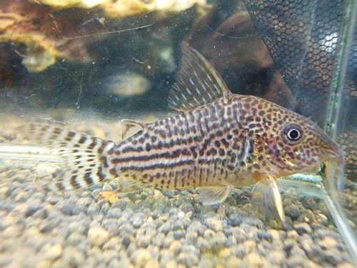 コリドラス　ハラルドシュルツ②　２０２５年１２月９日入荷