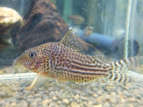 コリドラス　ハラルドシュルツ