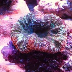 ハナガタサンゴ　レッド＆グリーン　２０２６年１月５日撮影