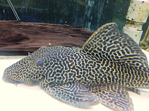 ドラゴンハイフィンレオパードトリムプレコ