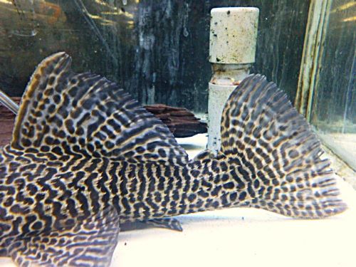 ドラゴンハイフィンレオパードトリムプレコ