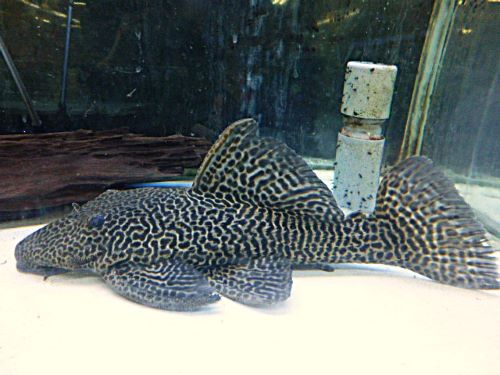 ドラゴンハイフィンレオパードトリムプレコ