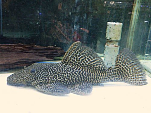 ドラゴンハイフィンレオパードトリムプレコ
