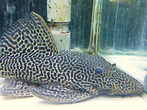 ドラゴンハイフィンレオパードトリムプレコ