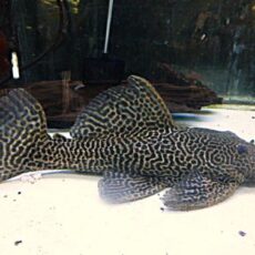 ドラゴンハイフィンレオパードトリムプレコ約３０ｃｍＲ７年１２月２３日入荷