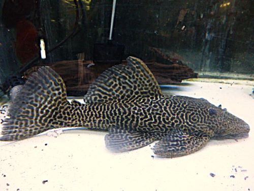 ドラゴンハイフィンレオパードトリムプレコ約３０ｃｍＲ７年１２月２３日入荷