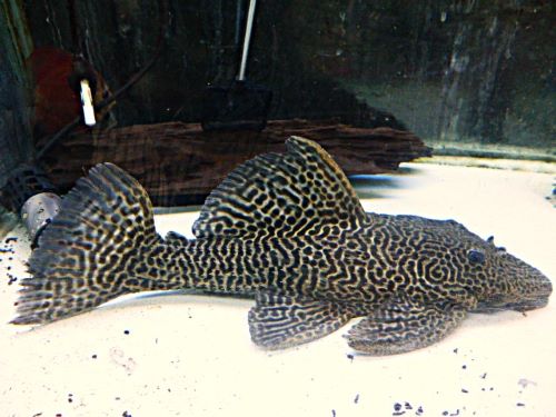 ドラゴンハイフィンレオパードトリムプレコ