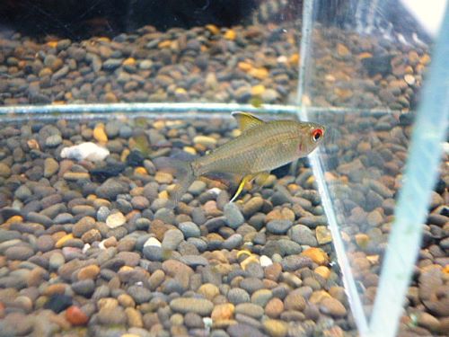 スーパーレモンテトラ