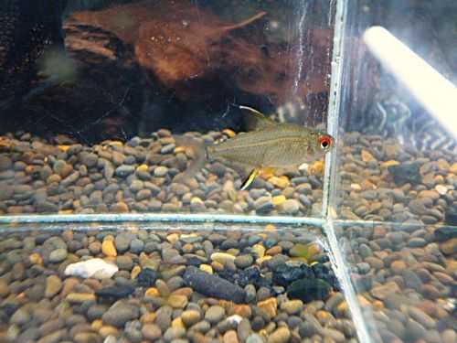 スーパーレモンテトラ