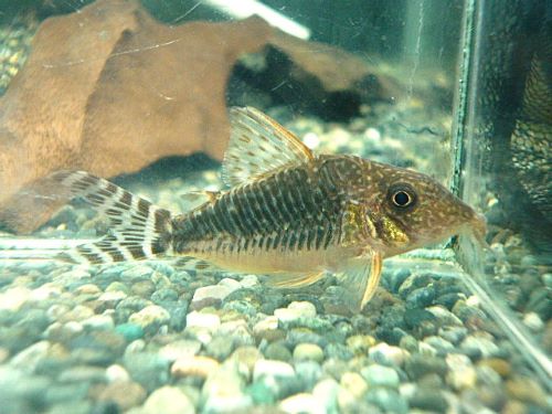 コリドラス　ロングノーズゴッセイ　２０２５年１２月１８日入荷