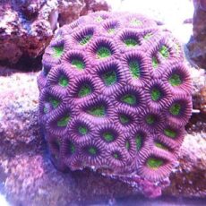 キクメイシ　メタグリーンコア　２０２６年１月６日撮影