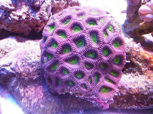 キクメイシ　メタグリーンコア　２０２６年１月６日撮影