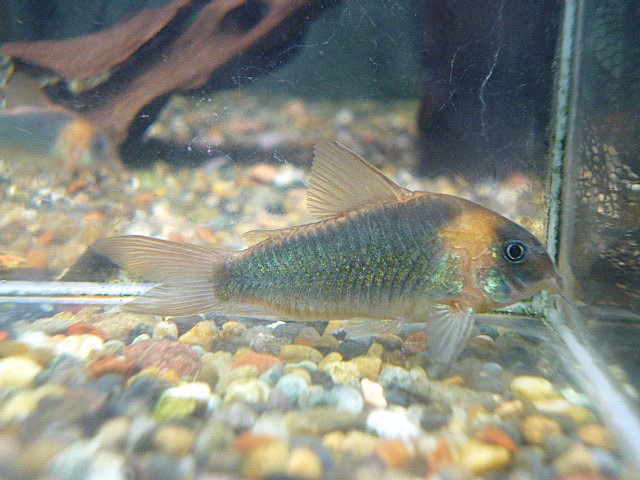 コリドラス　スーパーエクエス