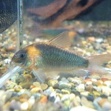 コリドラス　スーパーエクエス　２０２５年１２月２７日入荷