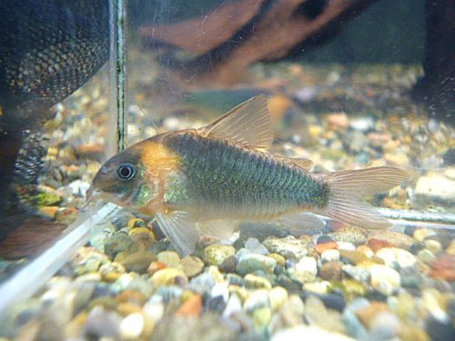 コリドラス　スーパーエクエス　２０２５年１２月２７日入荷