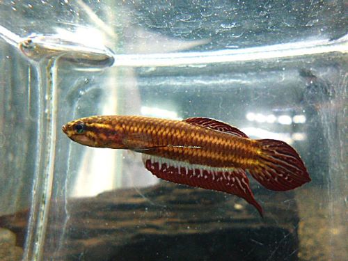 ベタ・コッキーナ