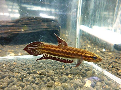 ベタ・コッキーナ