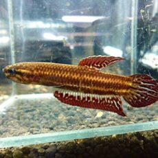 ＷＩＬＤベタ　コッキーナＬＡＮＧＧＡＭ　ペア　２０２６年１月７日入荷