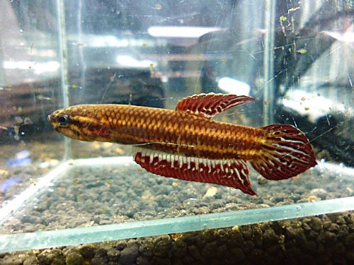 ＷＩＬＤベタ　コッキーナＬＡＮＧＧＡＭ　ペア　２０２６年１月７日入荷