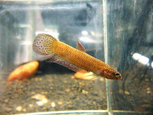 ベタ・コッキーナ