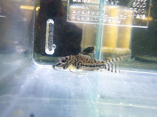 コリドラスＳｐ．　①　２０２６年１月６日入荷