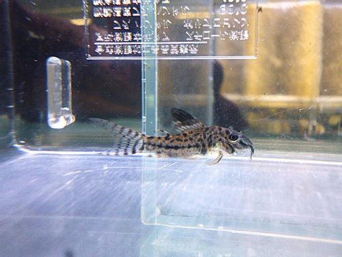 コリドラスＳｐ．