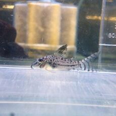 コリドラスＳｐ．②　２０２６年１月６日入荷